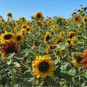 Meet your Posher, Ginny